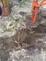 Using machinery to dig out and remove offending tree and stump.